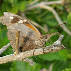 American snout