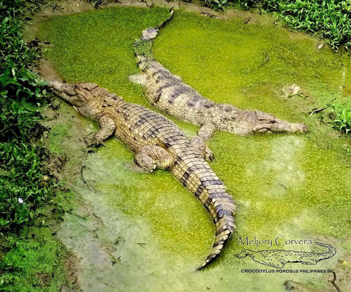 Philippine Crocodile