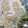 Orange Boulder Lichen