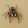 Jovial Jumping Spider-female