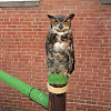 Great horned owl