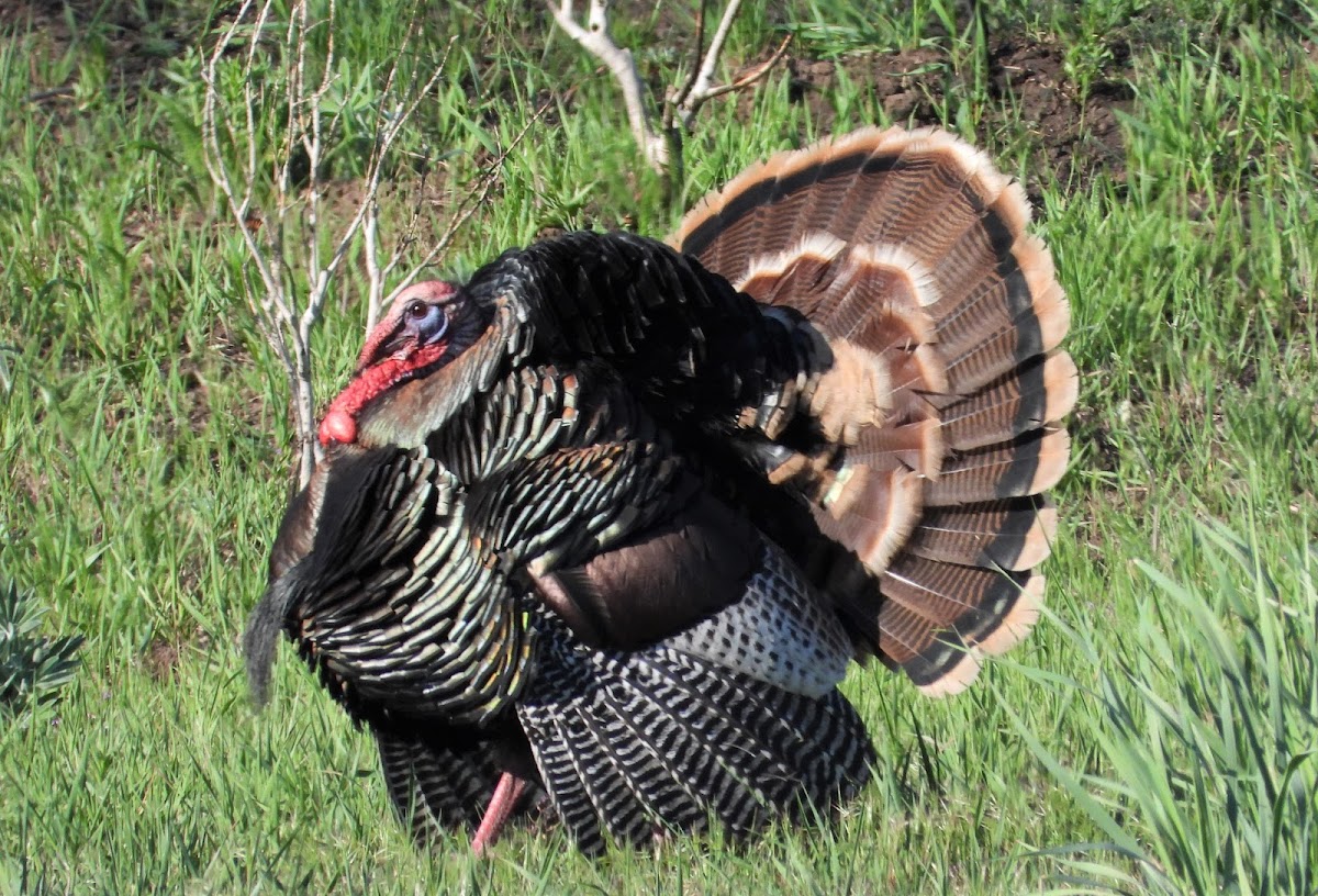 Wild turkey (male)