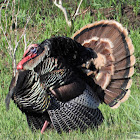 Wild turkey (male)