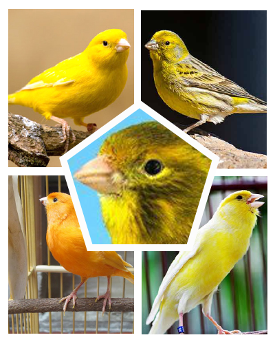 免費下載娛樂APP|Canary Bird's chirp app開箱文|APP開箱王