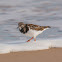 Turnstone