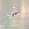 Common Sandpiper