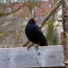 Common blackbird