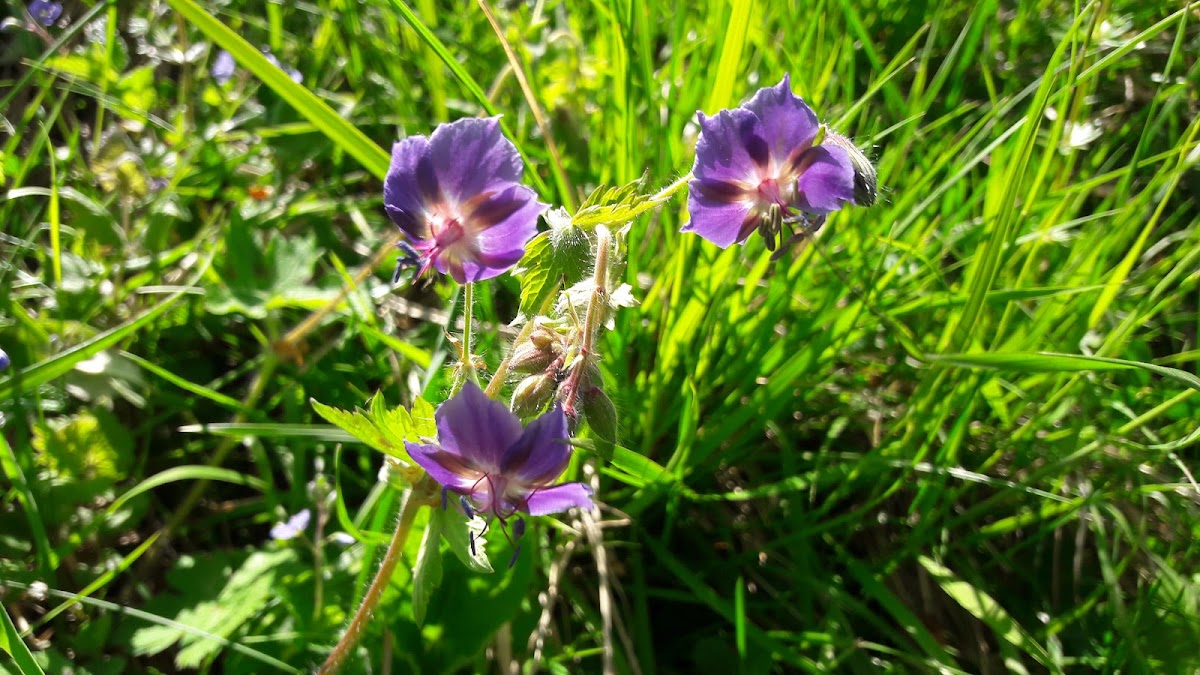 Dusky Crane's-bill