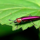 Pinky Click beetle