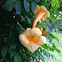 Trumpet Creeper