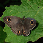 Common Three Wing