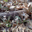 Trout lily