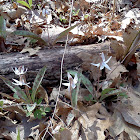 Trout lily