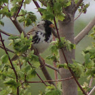 Harris's Sparrow