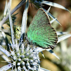 The green hairstreak