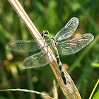 Eastern Pondhawk