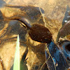 Tadpoles