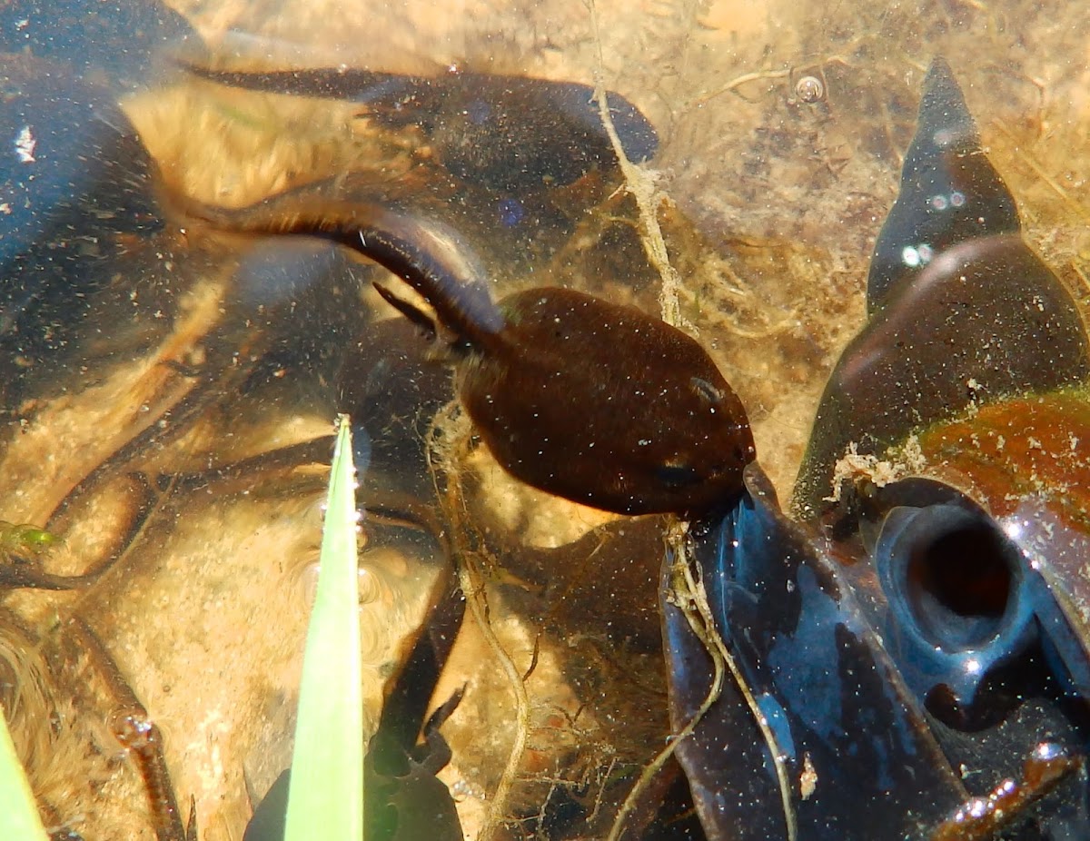 Tadpoles