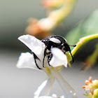 White Spoted Fruit Chafer