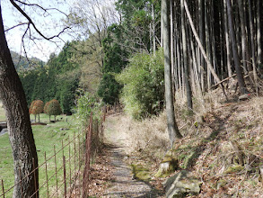 ここから山道に