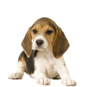 Beagle HD Wallpapers Dogs and Puppies Theme