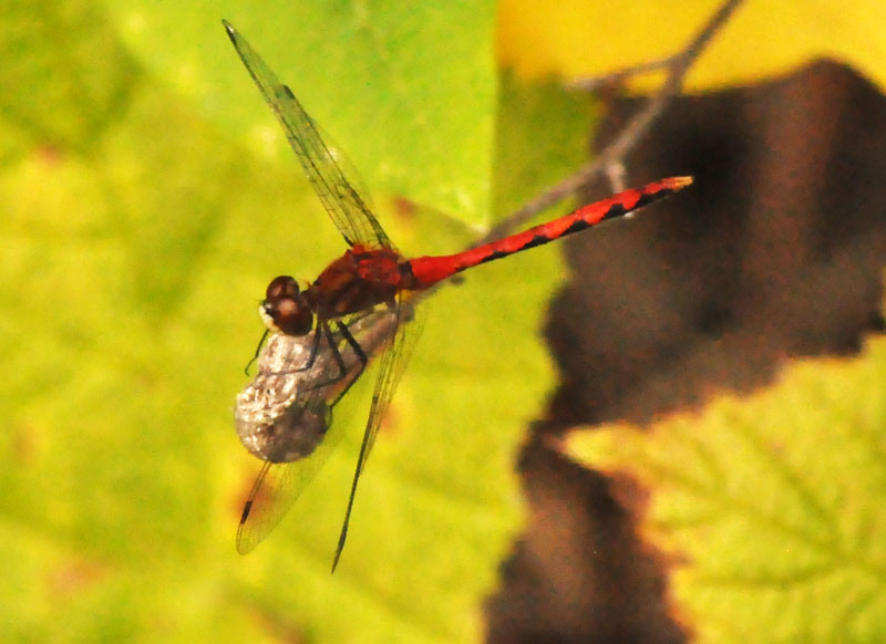 Cherry-faced Meadowhawk