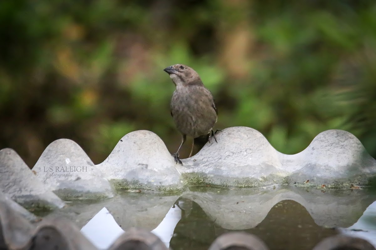 Brown-Headed Cowbird