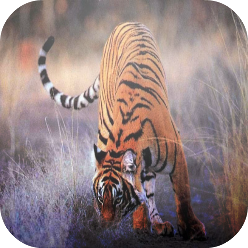 Find Differences of Tiger Pics 策略 App LOGO-APP開箱王