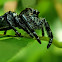 Heavy Jumping Spider