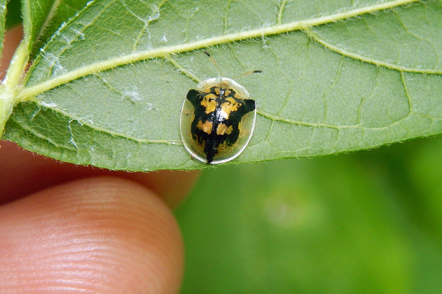 Mottled Tortoise Beetle