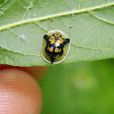 Mottled Tortoise Beetle