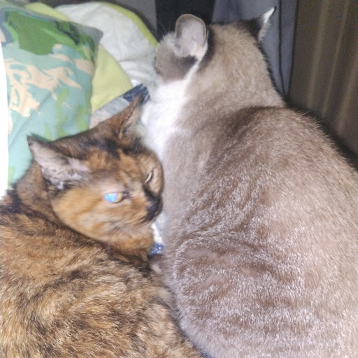 Kuri😻1969【ローガン&愛猫部-24番】のプロフィール画像