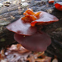 Jelly Ear, Wood Ear