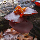 Jelly Ear, Wood Ear