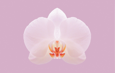 Orchid small promo image