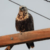 Female Rough-legged hawk (white morph)