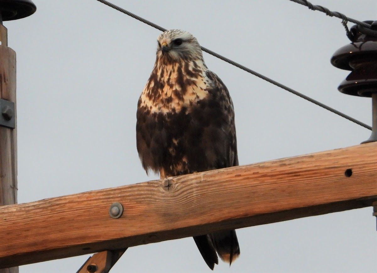 Female Rough-legged hawk (white morph)