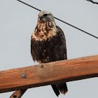 Female Rough-legged hawk (white morph)