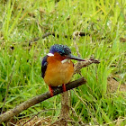 Malagasy Kingfisher