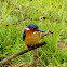 Malagasy Kingfisher