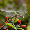 Eastern Pondhawk