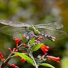 Eastern Pondhawk