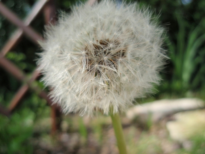 Un soffione d'amore di bonzino