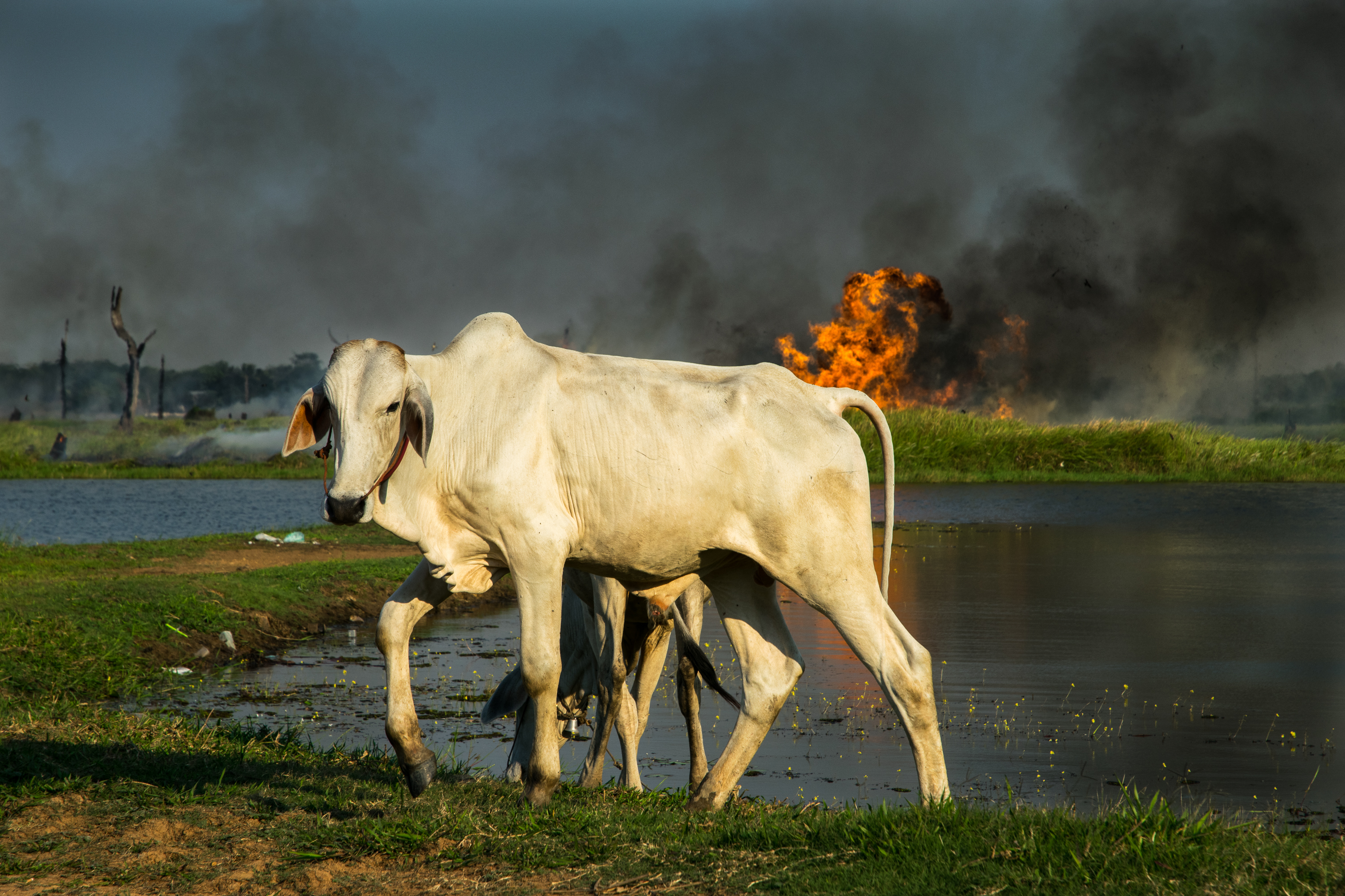 Il fuoco e la  vita di francesco|gallorini