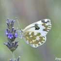 Pontia edusa