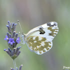 Pontia edusa