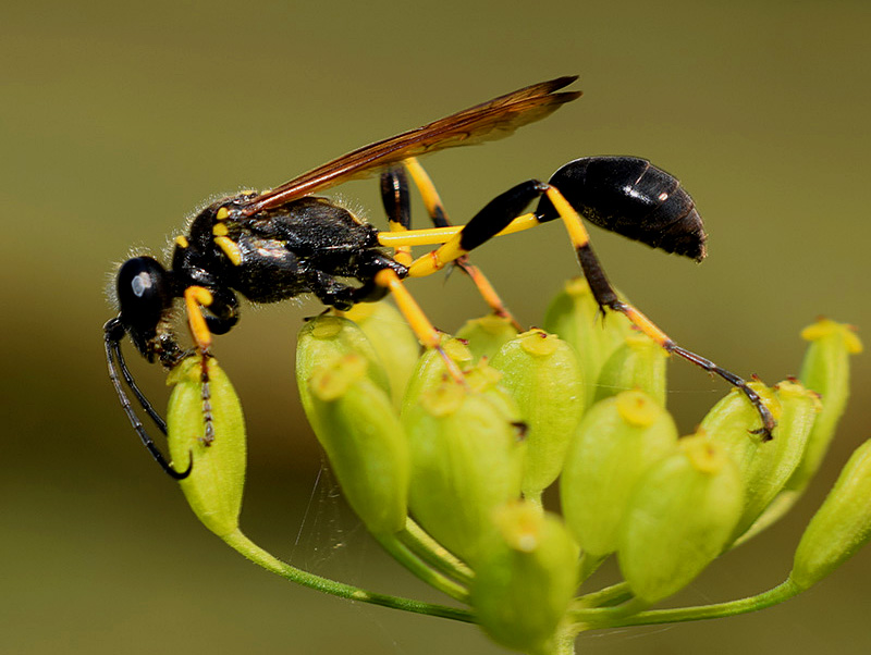 Black and yellow mud dauber