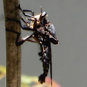 Giant Blue Robber Fly