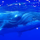 Pacific Humpbacked Whale