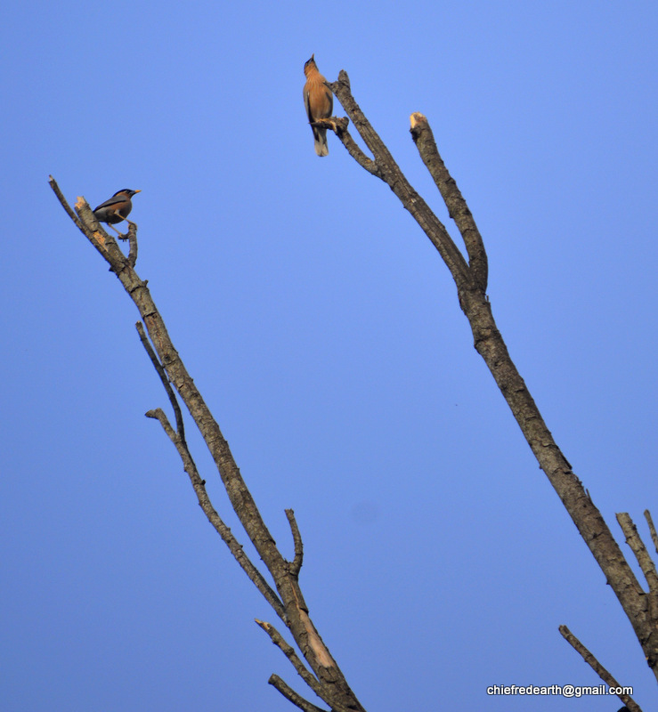 Brahminy Myna